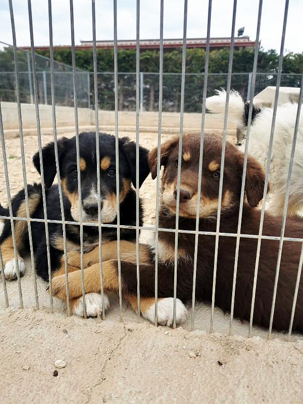 🌸🐾 Carlotta meravigliosa cagnolona ti sta aspettando 💕🧑🏻‍🧑🏻‍🧒🏻 Foto 3